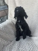 Millie, a female Bernedoodle for sale in Rogersville, TN – 4 of 5