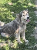 Nala, a female Alaskan Malamute for sale in Rogersville, TN – 2 of 10