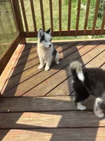 Blackjack, a male Pomsky for sale in Rogersville, TN – 2 of 3