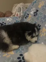 Denali, a male Siberian Husky for sale in Rogersville, TN – 3 of 6