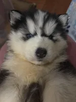 Denali, a male Siberian Husky for sale in Rogersville, TN – 6 of 6