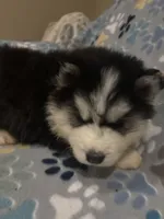 Denali, a male Siberian Husky for sale in Rogersville, TN – 5 of 6