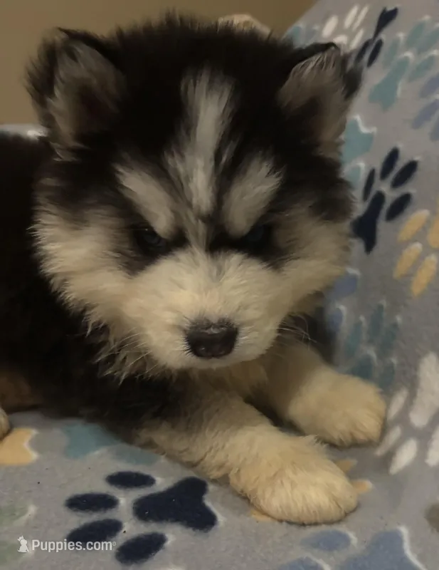 Denali – Siberian Husky puppy for sale in Rogersville, TN