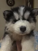 Denali, a male Siberian Husky for sale in Rogersville, TN – 4 of 6