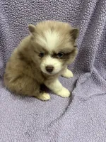 Cookie, a female Pomsky for sale in Rogersville, TN – 6 of 6