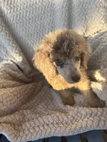Johnny Castle, a male Poodle - Standard  for sale in Rogersville, TN – 4 of 8