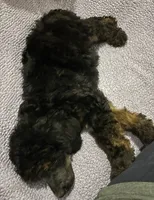 Dior, a male Poodle - Standard  for sale in Rogersville, TN – 4 of 6