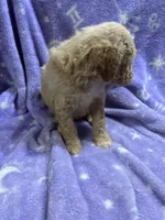 Sally, a female Poodle - Standard  for sale in Rogersville, TN – 7 of 10