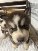 Lord Farquart, a male Siberian Husky for sale in Rogersville, TN – 5 of 8