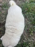 Honey, a female Siberian Husky for sale in Rogersville, TN – Photo 3 of 3