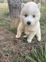 Honey, a female Siberian Husky for sale in Rogersville, TN – Photo 2 of 3