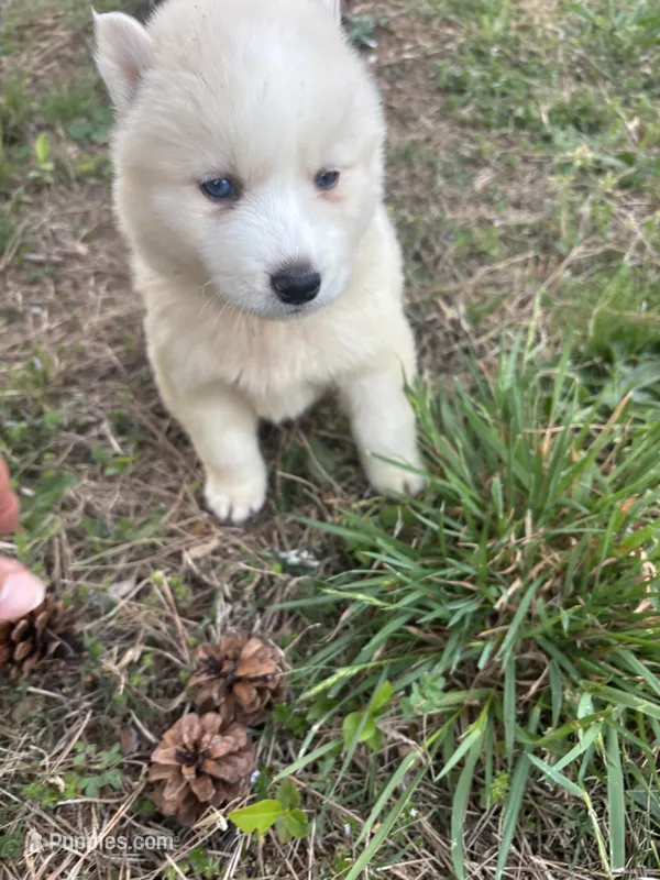 Honey – Siberian Husky puppy for sale in Rogersville, TN