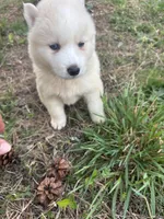 Honey, a female Siberian Husky for sale in Rogersville, TN – Photo 1 of 3