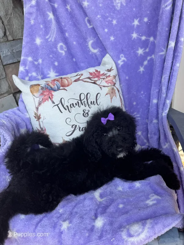 Maisie – Bernedoodle puppy for sale in Rogersville, TN
