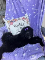 Maisie, a female Bernedoodle for sale in Rogersville, TN – 1 of 7
