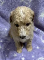 Sally, a female Poodle - Standard  for sale in Rogersville, TN – 2 of 10