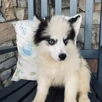 Spot, a male Pomsky for sale in Rogersville, TN – Photo 5 of 7