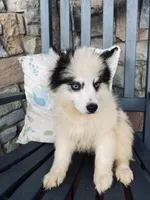 Siren, a female Pomsky for sale in Rogersville, TN – Photo 5 of 7