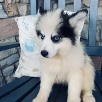Spot, a male Pomsky for sale in Rogersville, TN – Photo 4 of 7