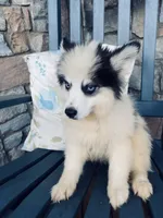 Siren, a female Pomsky for sale in Rogersville, TN – Photo 4 of 7