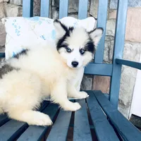 Spot, a male Pomsky for sale in Rogersville, TN – Photo 3 of 7