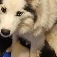 Spot, a male Pomsky for sale in Rogersville, TN – Photo 6 of 7