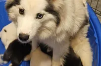 Siren, a female Pomsky for sale in Rogersville, TN – Photo 6 of 7