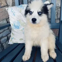 Spot, a male Pomsky for sale in Rogersville, TN – Photo 2 of 7