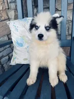 Siren, a female Pomsky for sale in Rogersville, TN – Photo 2 of 7