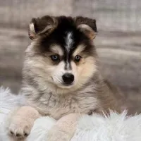 Spot, a male Pomsky for sale in Rogersville, TN – Photo 7 of 7