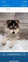 Siren, a female Pomsky for sale in Rogersville, TN – Photo 7 of 7