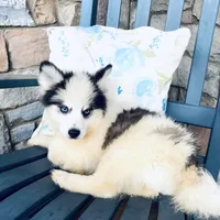 Spot, a male Pomsky for sale in Rogersville, TN – Photo 1 of 7