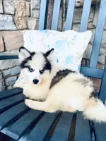 Siren, a female Pomsky for sale in Rogersville, TN – Photo 1 of 7