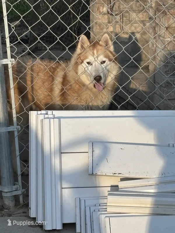 Kuma – Siberian Husky puppy for sale in Rogersville, TN