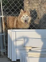 Kuma, a male Siberian Husky for sale in Rogersville, TN – 1 of 6