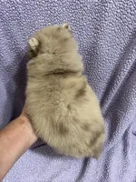 Cookie, a female Pomsky for sale in Rogersville, TN – 3 of 6