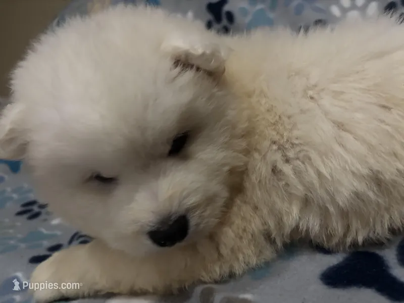 Aspen – Siberian Husky puppy for sale in Rogersville, TN
