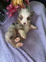 Tito, a male Miniature Australian Shepherd for sale in Rogersville, TN – 2 of 9