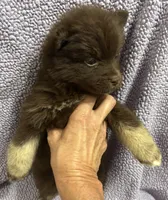 Cocoa, a male Pomsky for sale in Rogersville, TN – 1 of 7