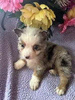 Tito, a male Miniature Australian Shepherd for sale in Rogersville, TN – 9 of 9