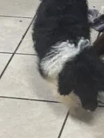 Azhya, a female Poodle - Standard  for sale in Rogersville, TN – Photo 7 of 9