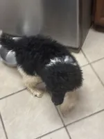 Azhya, a female Poodle - Standard  for sale in Rogersville, TN – Photo 4 of 9