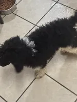 Azhya, a female Poodle - Standard  for sale in Rogersville, TN – Photo 5 of 9