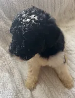 Azhya, a female Poodle - Standard  for sale in Rogersville, TN – Photo 6 of 9