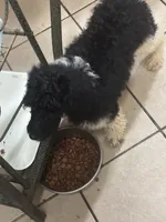 Azhya, a female Poodle - Standard  for sale in Rogersville, TN – Photo 3 of 9