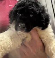 Azhya, a female Poodle - Standard  for sale in Rogersville, TN – Photo 2 of 9