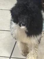 Azhya, a female Poodle - Standard  for sale in Rogersville, TN – Photo 1 of 9