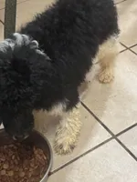 Azhya, a female Poodle - Standard  for sale in Rogersville, TN – Photo 9 of 9