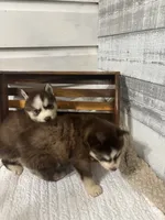 Prince Charming, a male Siberian Husky for sale in Rogersville, TN – 4 of 6