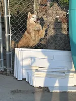 Kuma, a male Siberian Husky for sale in Rogersville, TN – 5 of 6